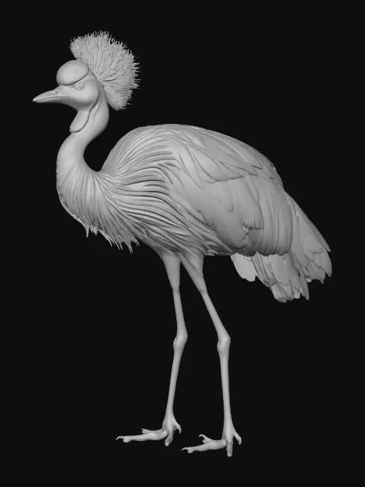 3D model for Grey Crowned Crane