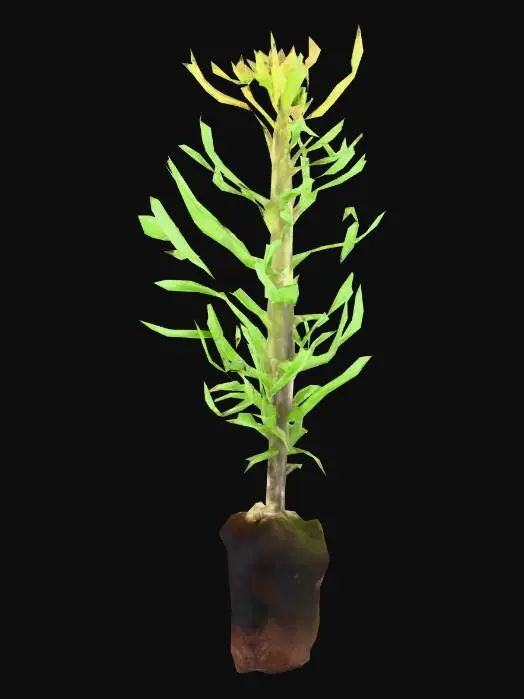 3D model for Sapling Growth