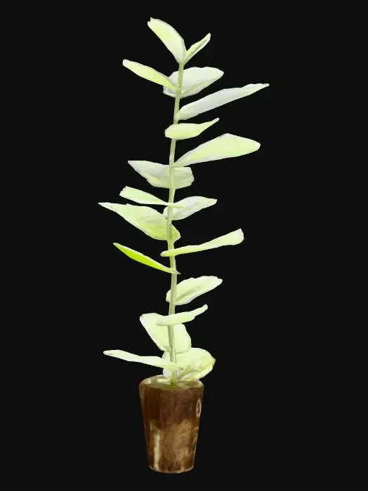 3D model for Young Plant in Soil Plug