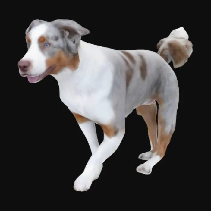 3D model for A white, brown, and gray australian shepherd with a fluffy tail and blue eyes