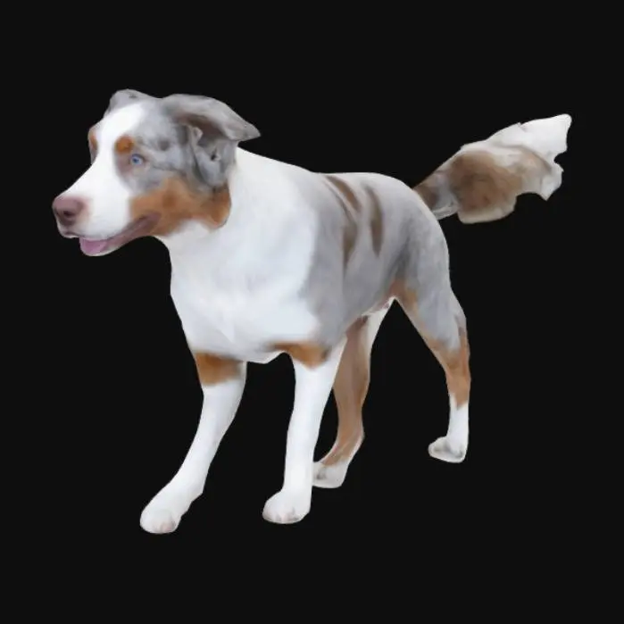 3D model for A white, brown, and gray australian shepherd with a fluffy tail and blue eyes