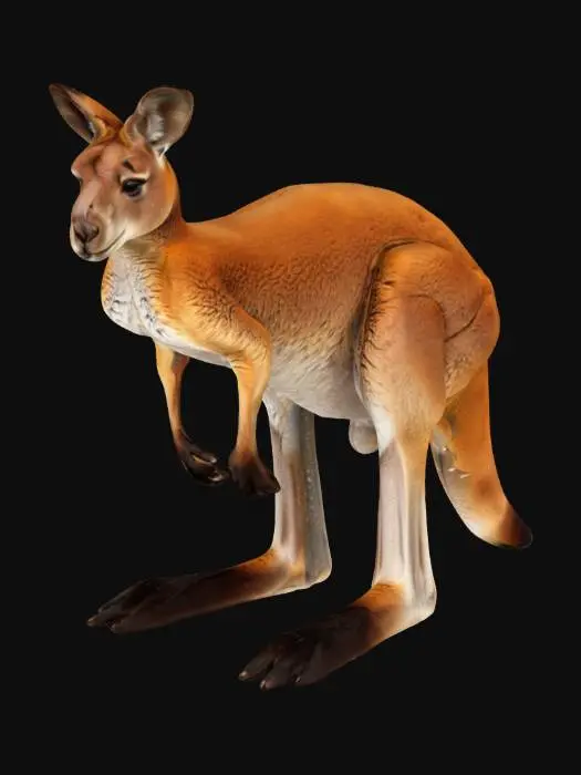 3D model for Monochrome Kangaroo