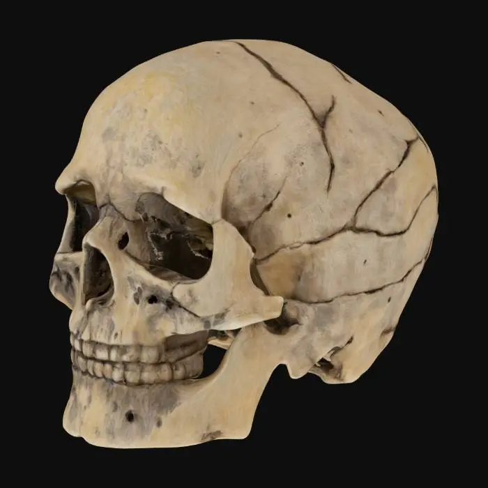 3D model for Ethereal Skull