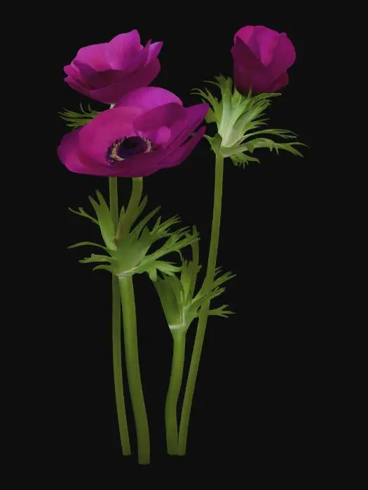 3D model for Pink Anemone Blooms, #EasterEgg2026#, #EasterEgg2026#