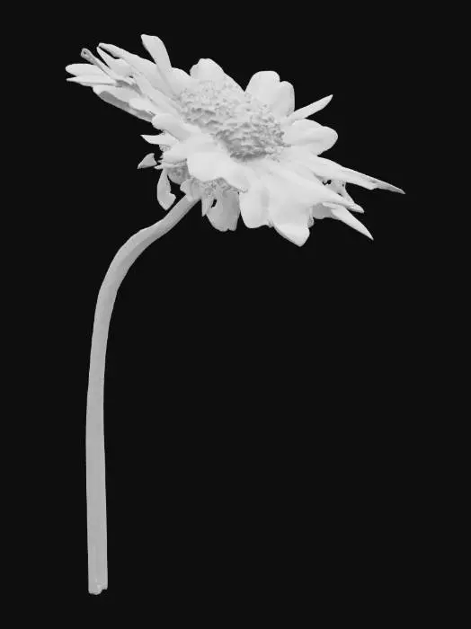 3D model for Daisy in the Sky