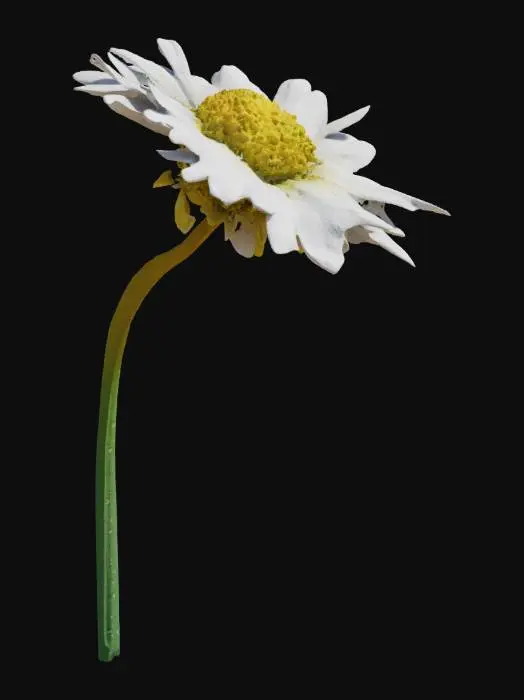 3D model for Daisy in the Sky