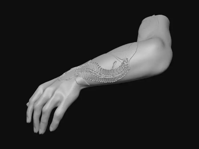 3D model for Nail View of Forearm