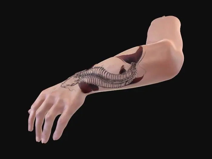 3D model for Nail View of Forearm