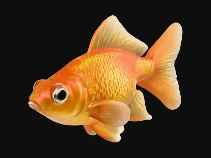 3D model for Ultra realistic 3D model of a goldfish, highly detailed.  
Accurate anatomy with large round eyes, translucent flowing fins, and shiny golden-orange scales.  
High-resolution PBR textures with natural reflections and subtle bump mapping.  
Photorealistic style, suitable for close-up renders and animations.  
No stylization, no cartoon features, realistic proportions.