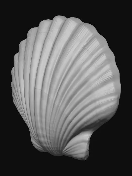 3D model for White scallop shell