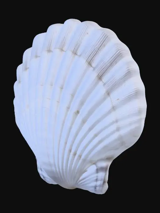 3D model for White scallop shell
