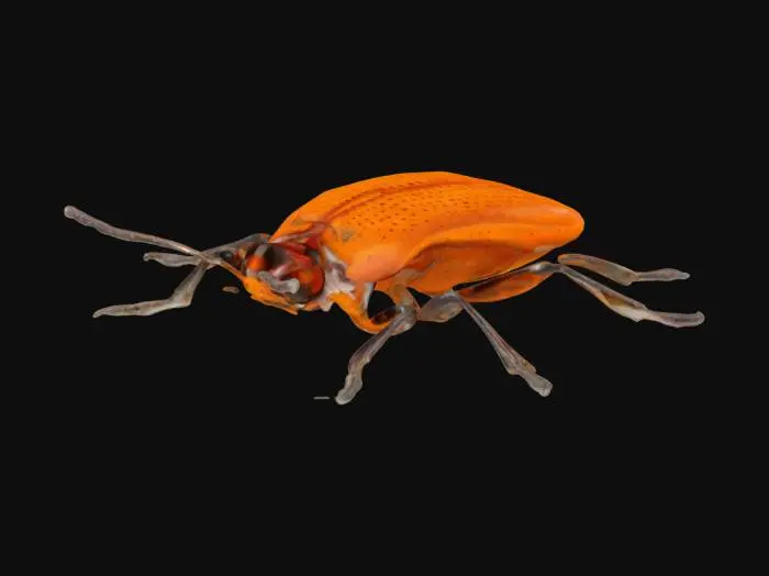 3D model for Blister Beetle Majesty