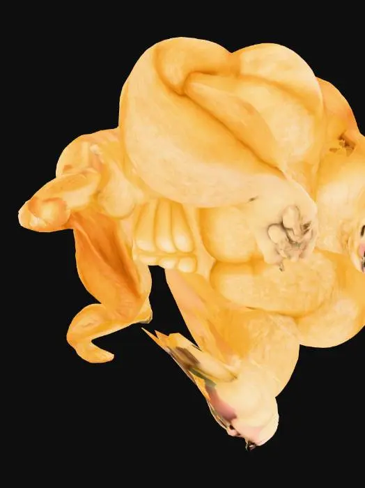 3D model for Buff Doge