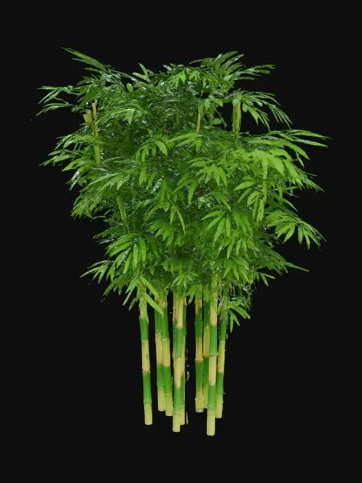 3D model for 生成一颗毛竹，要带竹叶，看起来更真实，要一整颗的，竹子之间的距离要分开