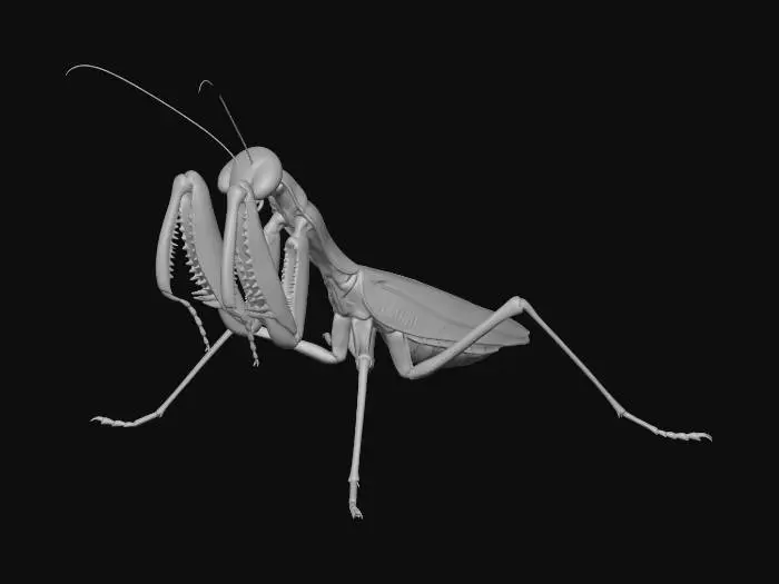 3D model for Graceful Mantis
