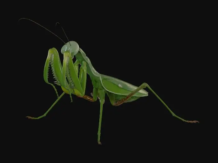 3D model for Graceful Mantis