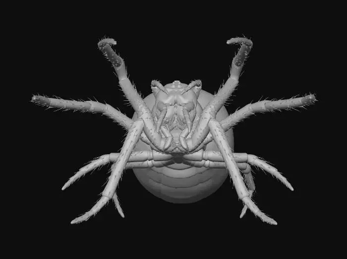 3D model for Spider on a Web