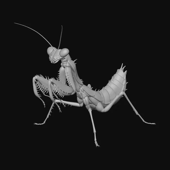 3D model for Mysterious Mantis