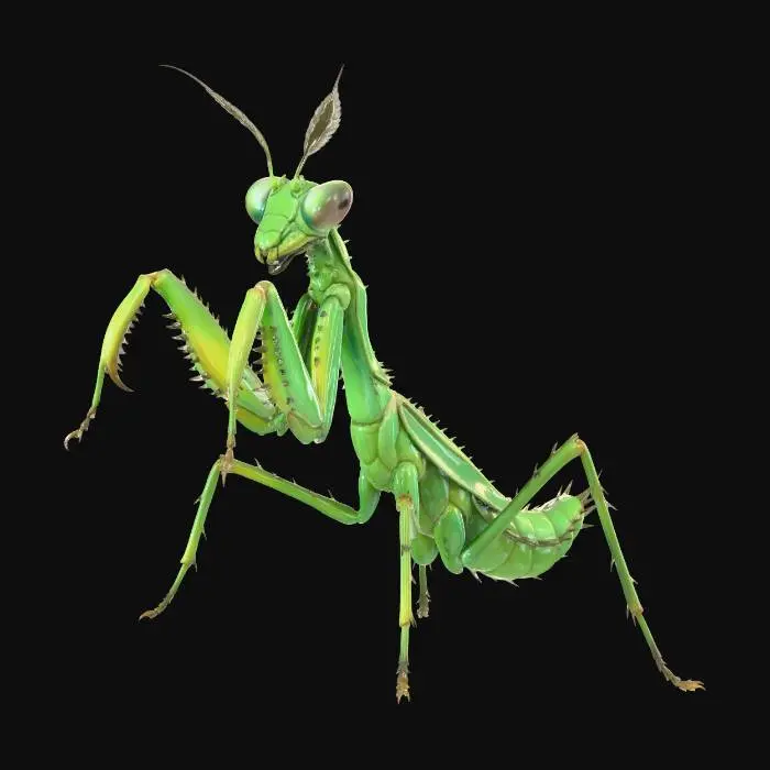 3D model for Mighty Mantis