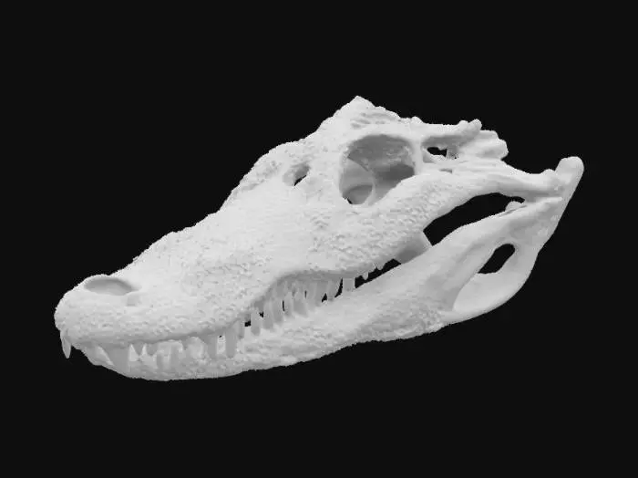 3D model for Alligator Skull Display