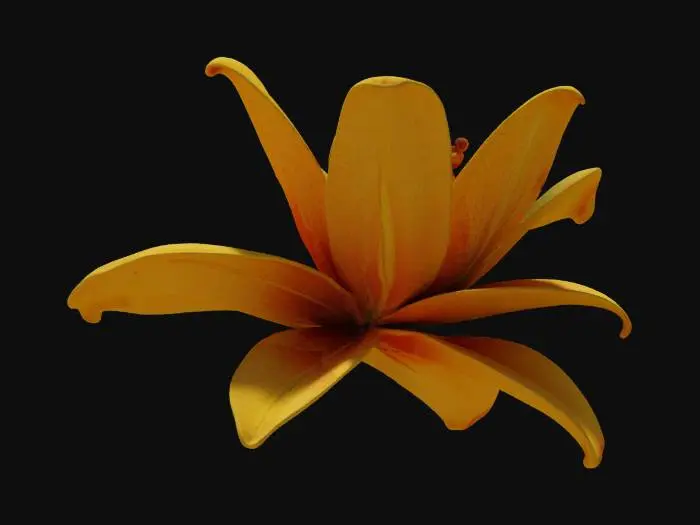 3D model for Lily flower