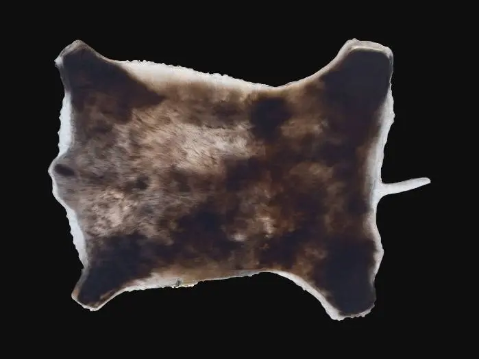 3D model for Animal pelt
