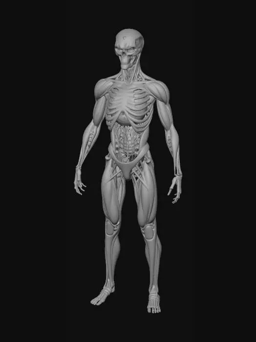 3D model for Skeletal Cyborg in the Lab