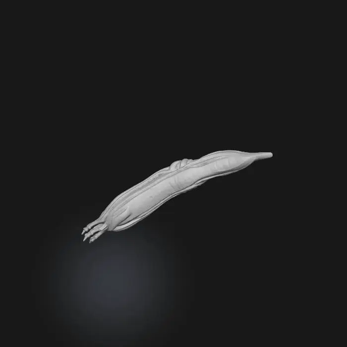 3D model for Trematode