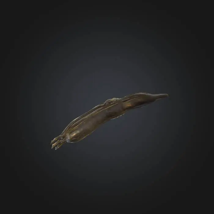 3D model for Trematode