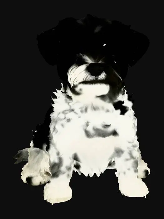 3D model for Salt and Pepper Pup