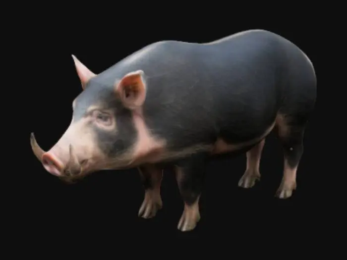 3D model for 
wild pig