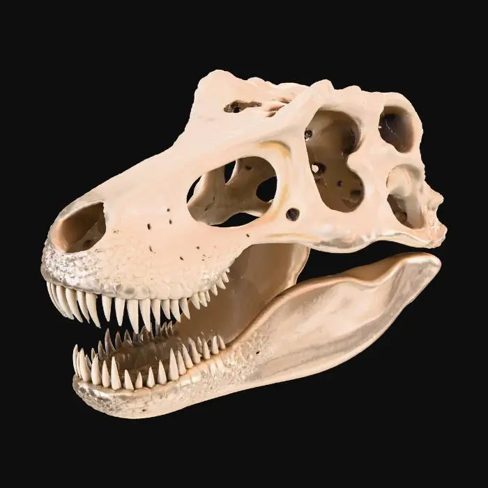 3D model for Fait moi un crane de t-rex de qualité musée. celui-ci devra etre exporter par la suite en 2 partie pour etre imprimé sur bambu studio.