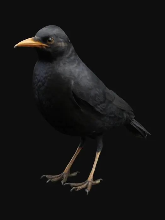 3D model for standing blackbird, Highly Detailed, Ultra Realistic, scaled in height and width like a real one