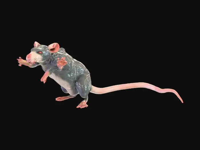 3D model for Create detailed 3D game assets with early 2000s poly counts (3-7.5k polys), inspired by King's Quest and The Outsider. Develop hand-painted, watercolor textures blending vintage adventure game style with cosmic horror aesthetics. Dark and depressing.

First let's make a giant rat that will be an enemy and dwells on the castle. walks in four legs