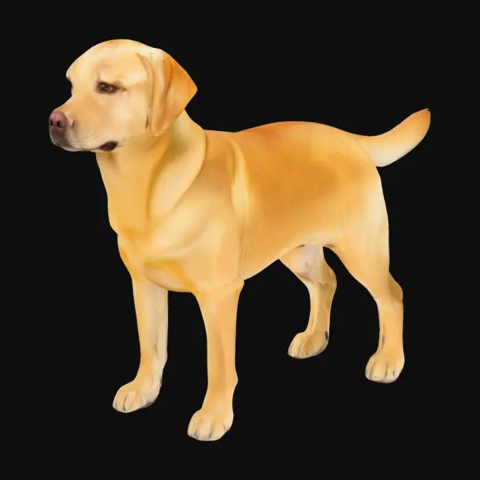 3D model for Golden Retriever Poise