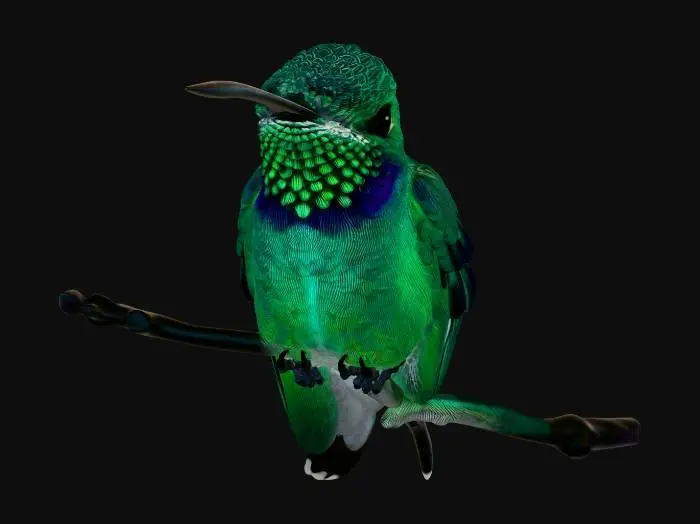 3D model for Emerald Hummingbird