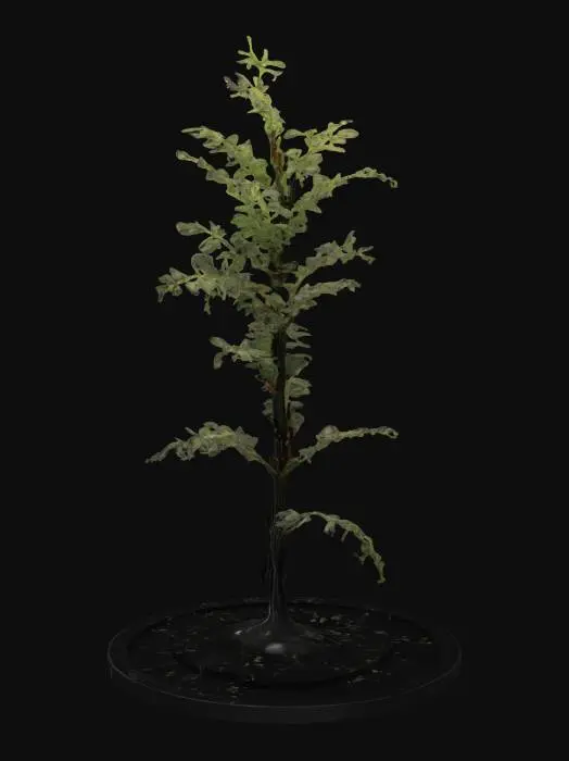 3D model for A wispy alien fern with transparent leaves that shimmer like heat haze. Each leaf constantly shifts color, fading in and out of visibility depending on nearby sound. The base stem is black and fluid-filled, pulsing gently with light. Style: ethereal, stealth-reactive alien plant with a semi-realistic translucent organic texture.