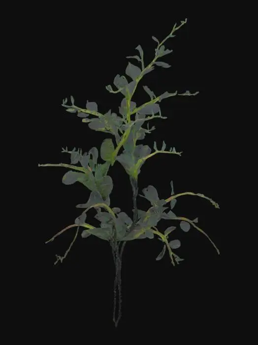 3D model for A wispy alien fern with transparent leaves that shimmer like heat haze. Each leaf constantly shifts color, fading in and out of visibility depending on nearby sound. The base stem is black and fluid-filled, pulsing gently with light. Style: ethereal, stealth-reactive alien plant with a semi-realistic translucent organic texture.