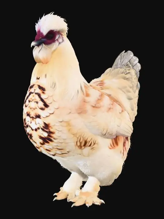 3D model for Fluffy Majesty Silkie named Cottonball