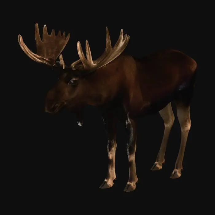 3D model for Moose by the Lake