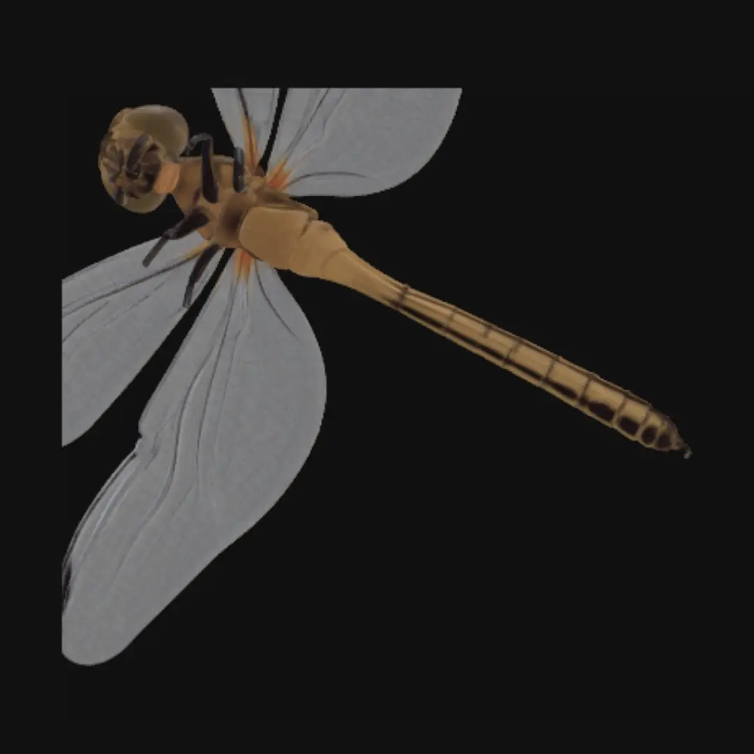 dragonfly