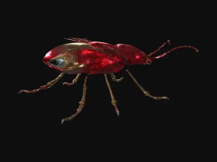 3D model for Peregrinus rubeflorus