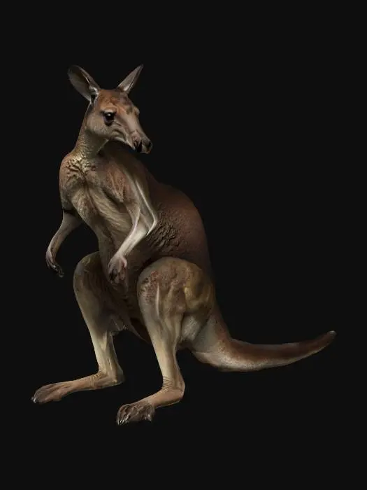 3D model for Kangaroo_