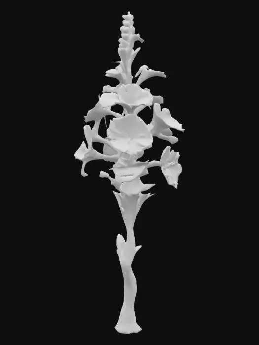 3D model for Peregrinus rubeflorus