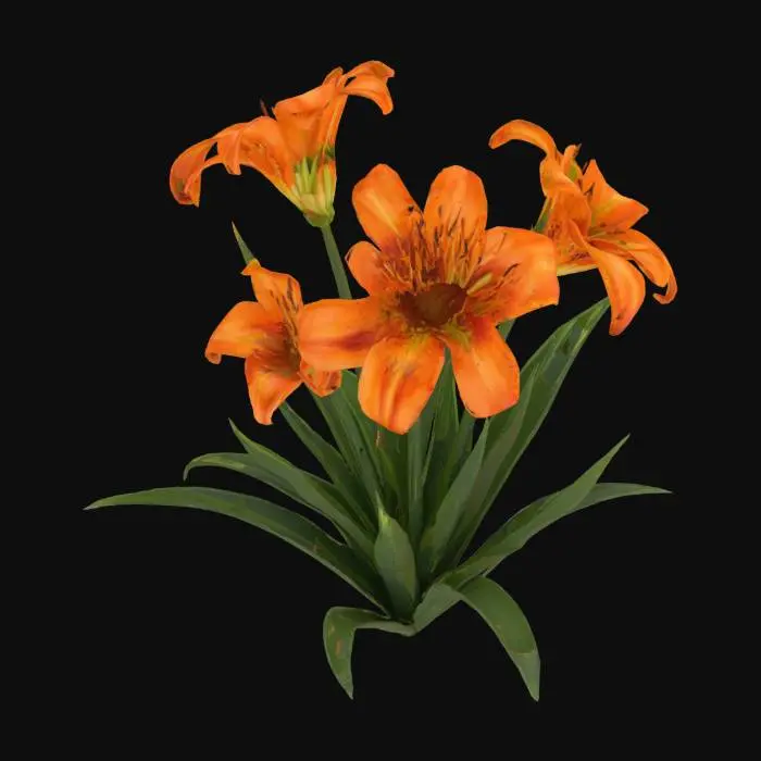 3D model for Lilium lancifolium