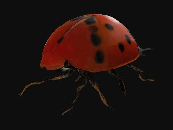 3D model for ladybug 