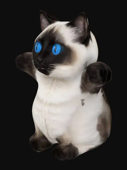 3D model for black and bright Ragdoll cat tpose
