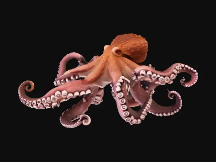 3D model for Octopus Elegance