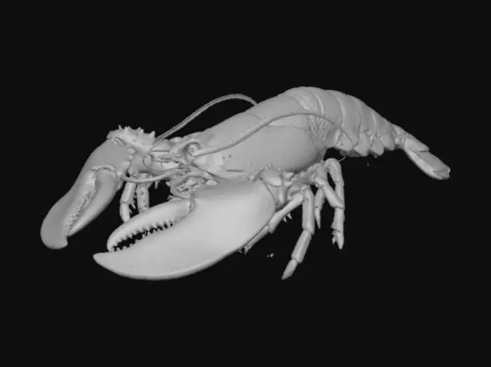 3D model for Lobster Delight