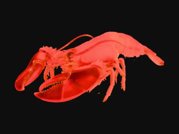 3D model for Lobster Delight